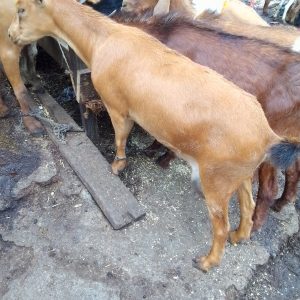 goat in abuja