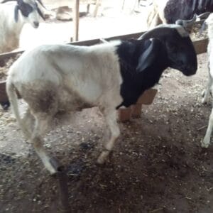 Uda sheep Economy Plus