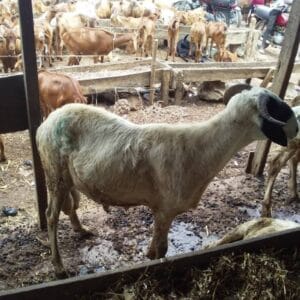 Dankasa sheep (medium)