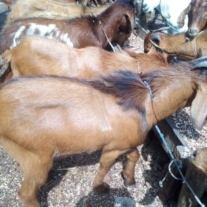 Goat Buck/Doe (medium)