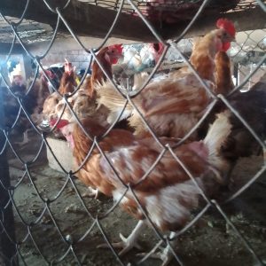 Broiler Chicken (Medium)