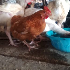 Local Chicken Cock (small)