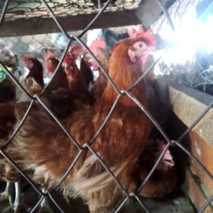 Local Chicken Hen (Large)