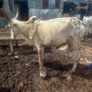 Fattened Cow for Sale – Direct from Farmers – Nigeria Wide - Grabb Livestock