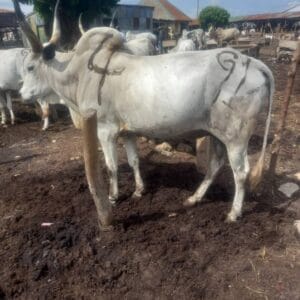 Fattened Cow for Sale – Direct from Farmers – Nigeria Wide - Grabb Livestock