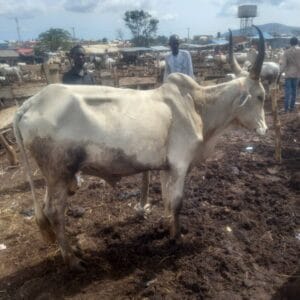 Fattened Cow for Sale – Direct from Farmers – Nigeria Wide - Grabb Livestock