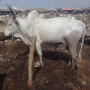 Fattened Cow for Sale – Direct from Farmers – Nigeria Wide - Grabb Livestock