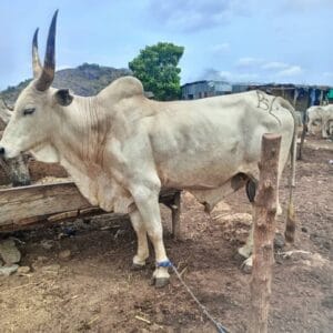 white fulani cow