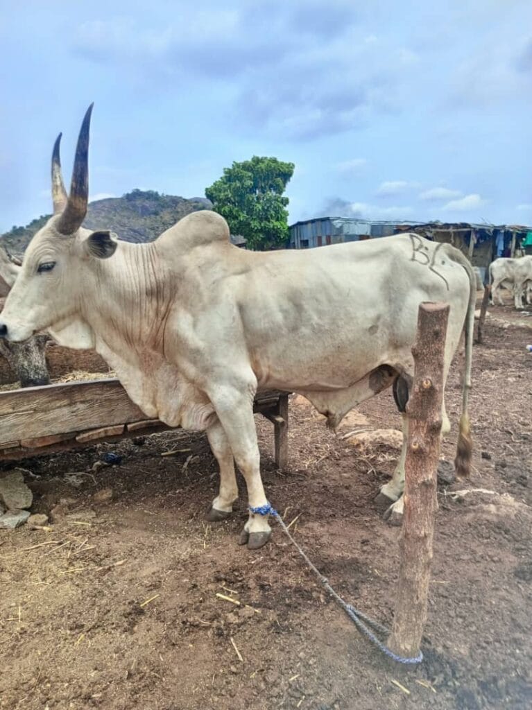 white fulani cow