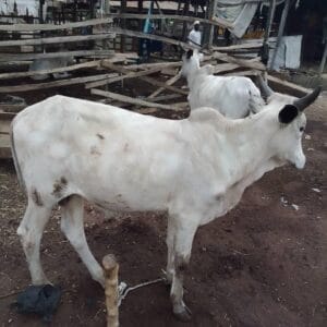 Small White Fulani Bull