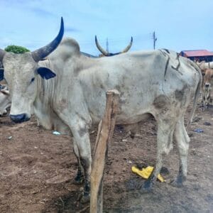 Fattened Cow for Sale – Direct from Farmers – Nigeria Wide - Grabb Livestock