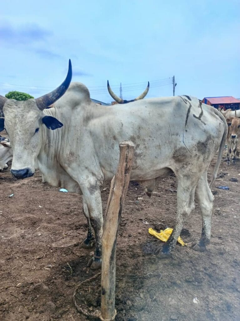 Fattened Cow for Sale – Direct from Farmers – Nigeria Wide - Grabb Livestock