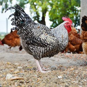 Noiler Chicken