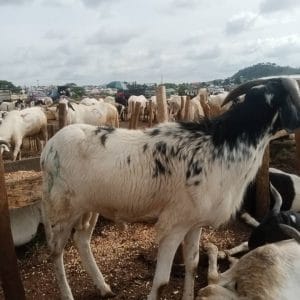 Ram for Sallah Nigeria – Big, Healthy Rams for Eid - Sallah ram for sale in Nigeria –  healthy livestock delivery - Eid ram Abuja - Sallah ram Lagos
