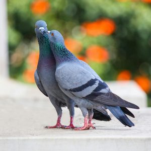 Pigeon