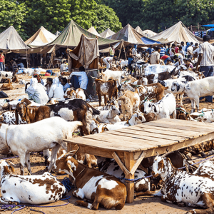 Medium Red Sokoto Goat (Doe)