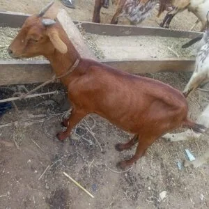 Medium goat