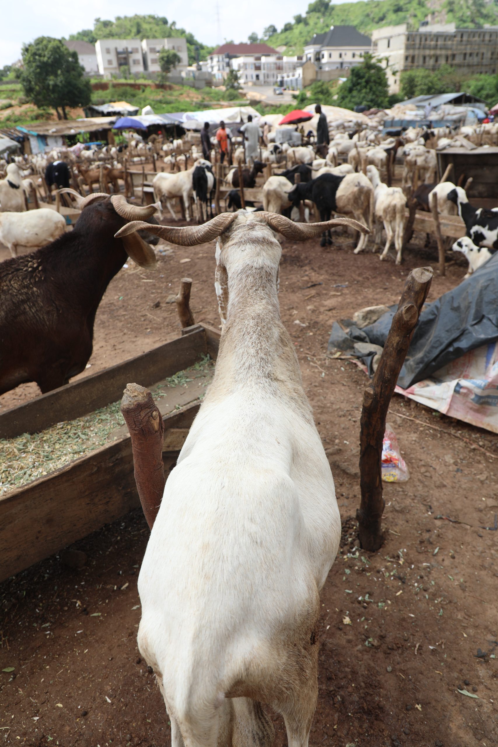 Rural farmers and livestock