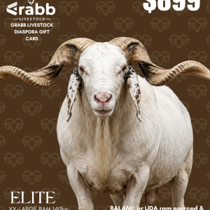 Elite Ram