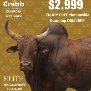 Elite Cow