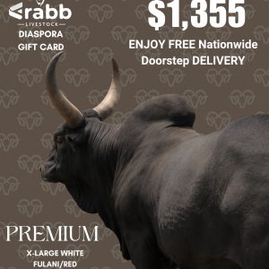 Premium Cow