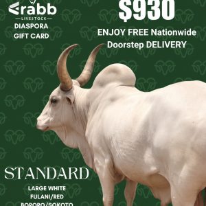 Standard Cow Gift CARD