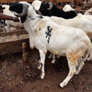 Uda/Balami Ram