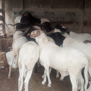 Balami Deluxe