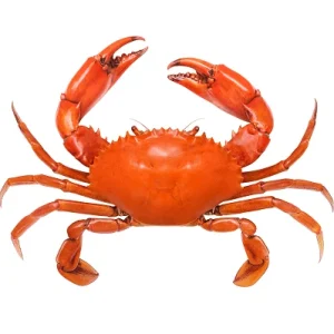 Frozen Crab